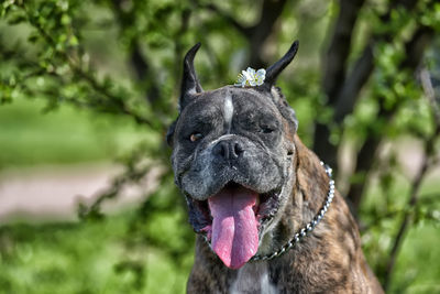 Close-up of a dog