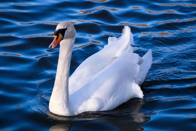 Wind blown feathers of a white swan 