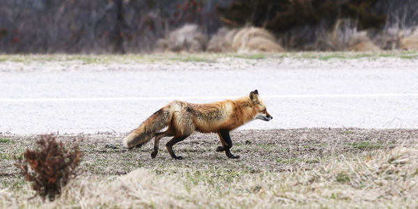 Wild fox on fire island walking along the side of the road by the beaches in long island new york.