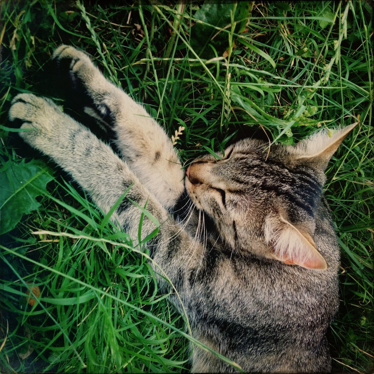 animal themes, grass, one animal, field, animals in the wild, wildlife, grassy, mammal, relaxation, high angle view, lying down, reptile, resting, outdoors, day, nature, two animals, no people, lion - feline, green color