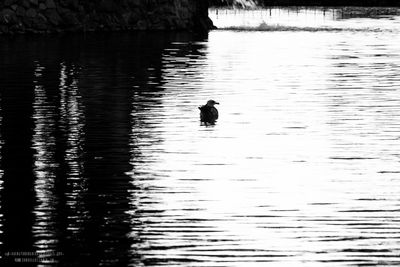 Bird swimming in lake