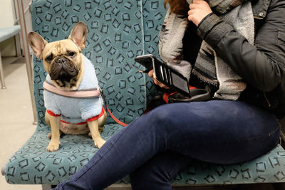 Unexpected things on trains - dog on seat on metro train