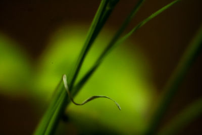 Close-up of plant