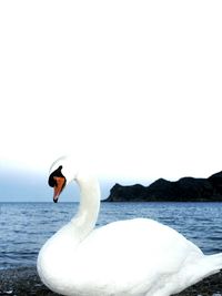 Close-up of swan swimming in sea against clear sky