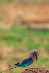 Close-up of parrot perching on a bird