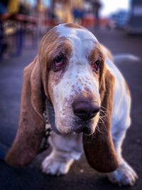 Portrait of dog on street