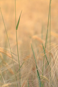 Close-up of wheat field