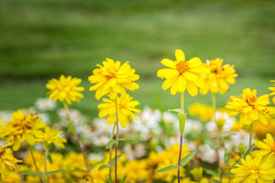 Close-up of yellow flowering plants on field