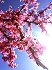 Low angle view of cherry blossom tree