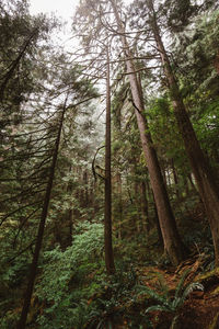 Low angle view of trees in forest