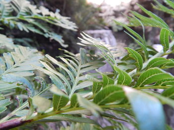 Close-up of fresh green plant