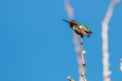 Low angle view of a anna's hummingbird