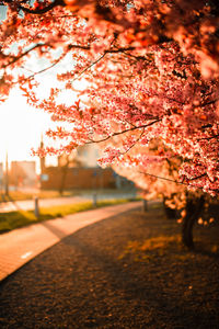 View of cherry blossom tree during sunset