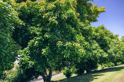 Trees growing in farm