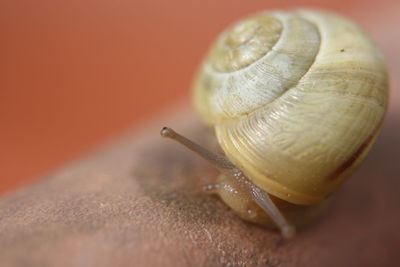 Close-up of snail