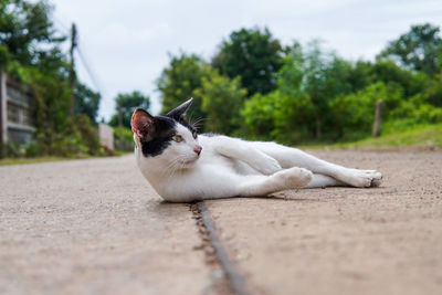 Portrait of a cat on footpath