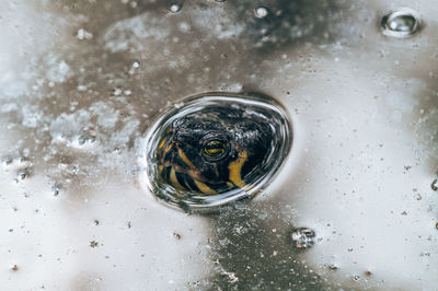 High angle view of bird in drinking glass