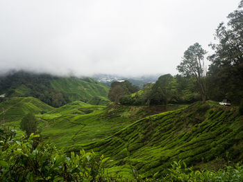 Scenic view of landscape against sky