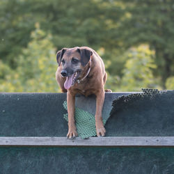 Portrait of dog standing outdoors