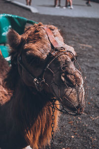 Close-up of a horse