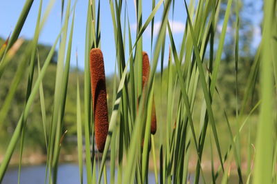 Close-up of plant growing on field against sky