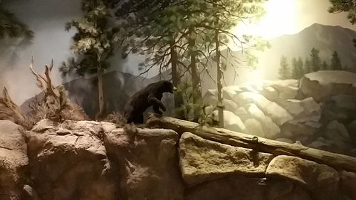 Close-up of horse on rock against sky