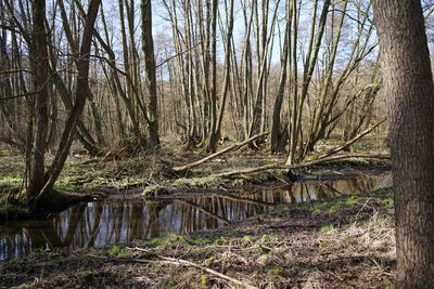 Bare trees in forest