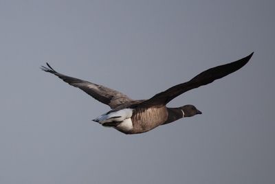 Low angle view of bird flying in clear sky