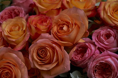 Close-up of roses