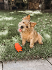 Dog and his toy.