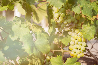 Close-up of grapes growing in vineyard