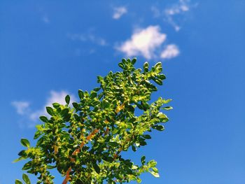 Low angle view of tree against sky