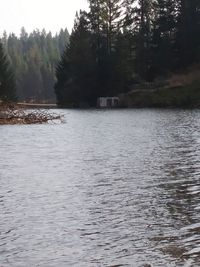 Scenic view of river against trees in forest