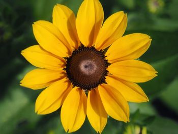 Close-up of yellow flower