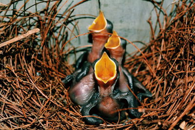 Close-up of young birds in nest