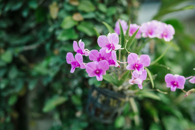 Close-up of pink flowering plant