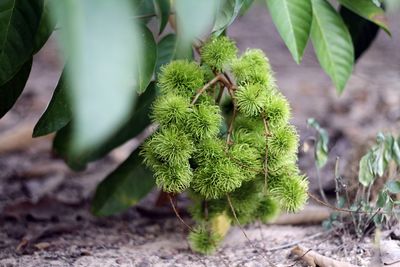 High angle view of plant growing on field