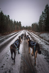 View of dogs on street against sky