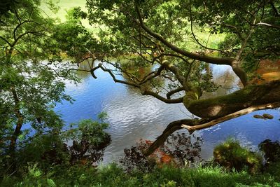 Reflection of trees in water