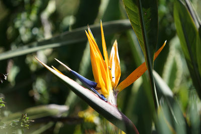 Close-up of yellow flowering plant