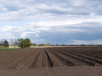 Scenic view of agricultural field against sky