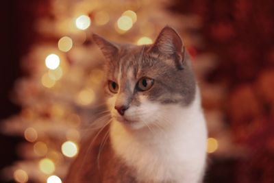 Close-up of cat looking away