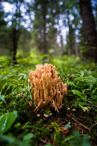 Close-up of mushroom growing on field