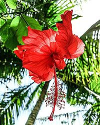 Close-up of red flowers