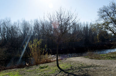 Scenic view of trees in forest during winter