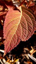 Close-up of maple leaves