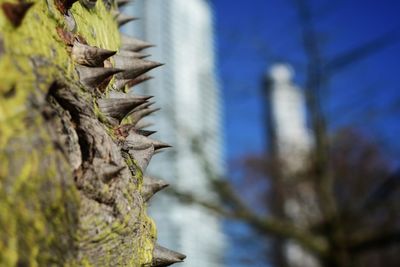 Close-up of tree trunk