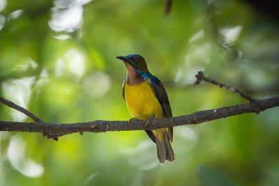 Brown-throated sunbird, anthreptes malacensis perched on branch