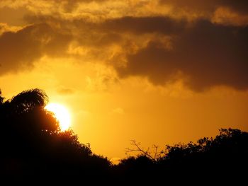 Silhouette of trees at sunset