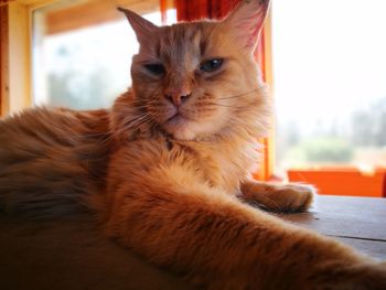 Close-up portrait of cat at home